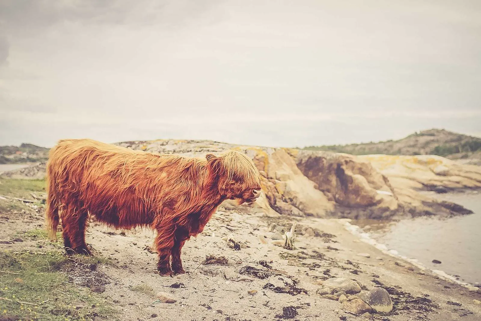 A highland cow on a beach