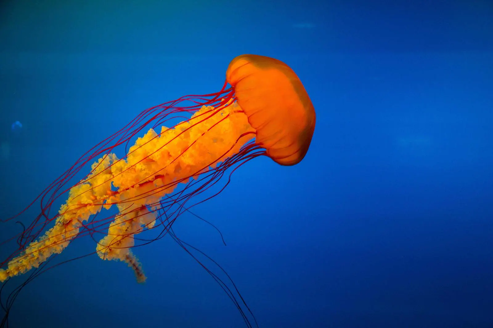 An orange jellyfish