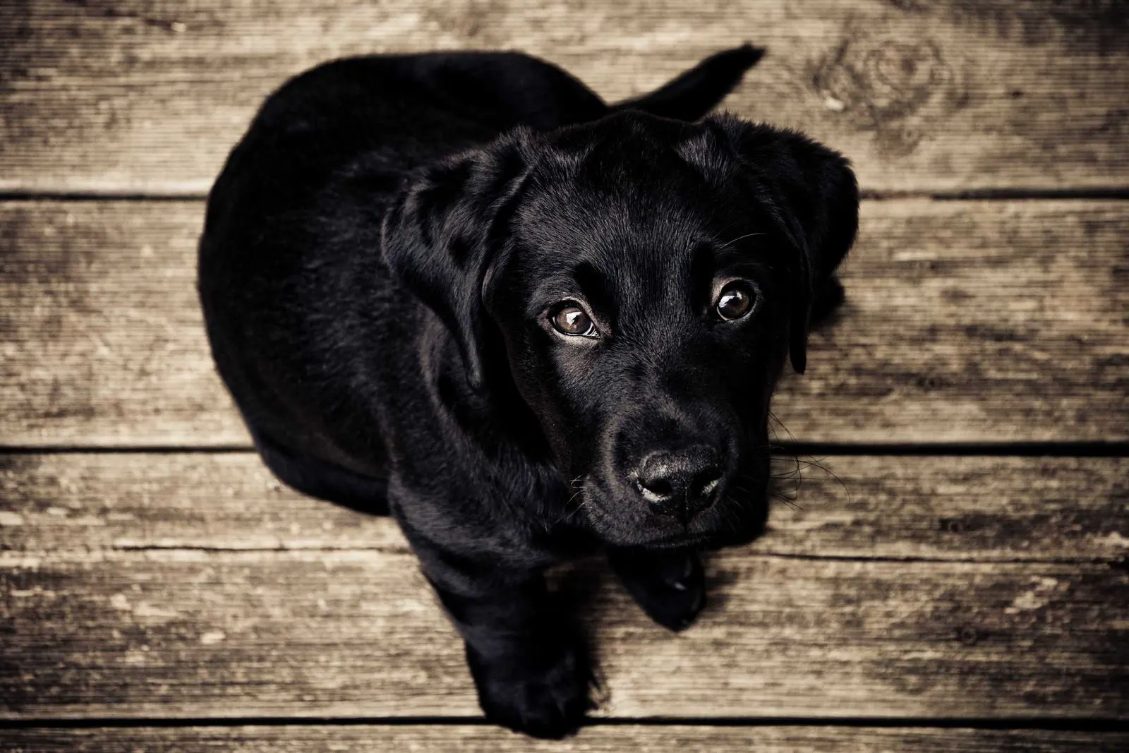A black puppy
